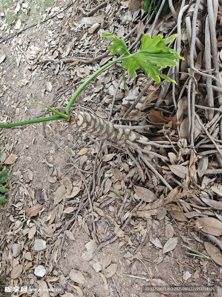 地面藤蔓植物特寫