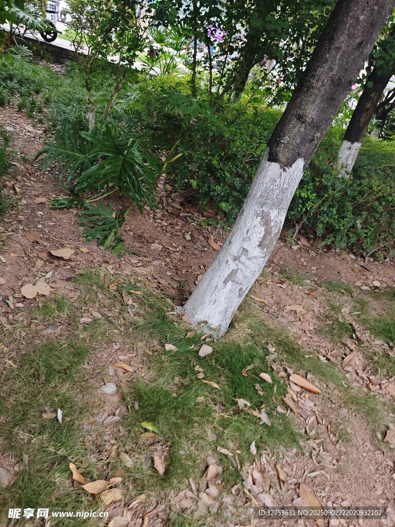樹干涂白的林間景象