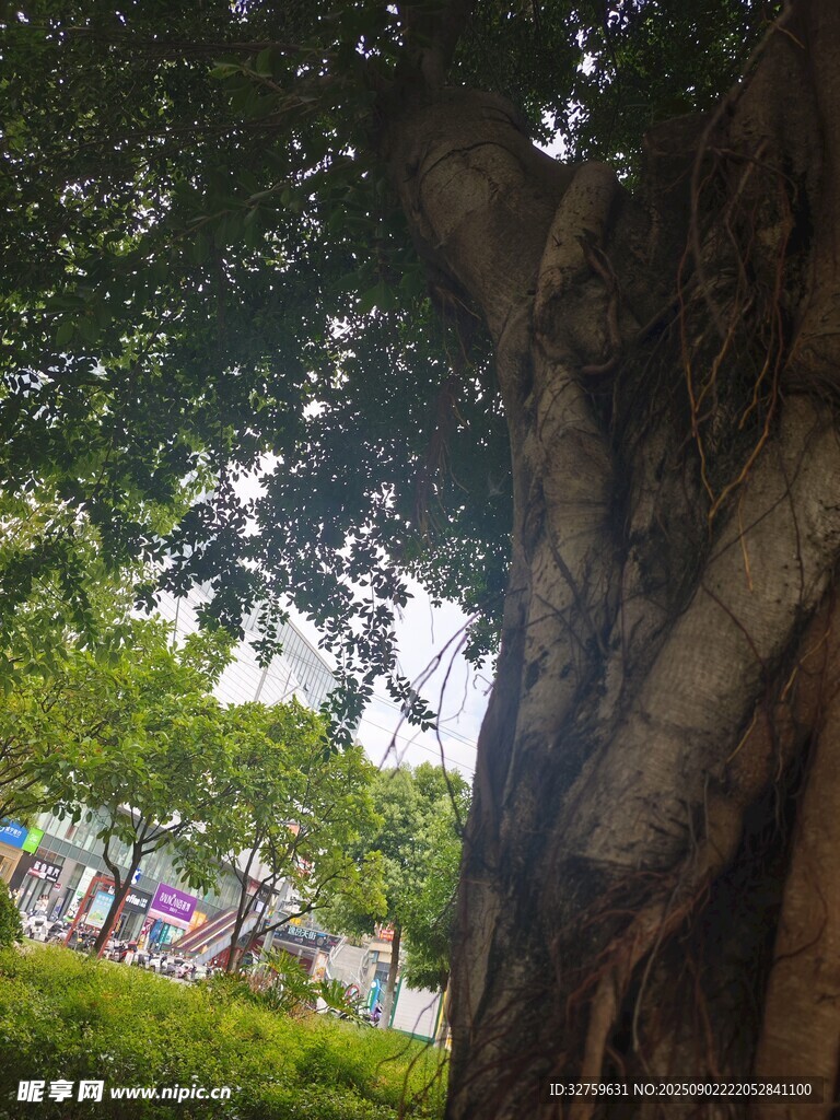 粗壯古樹下的綠意景致