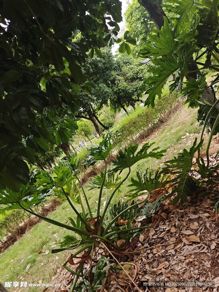 綠意盎然的戶外植物景觀