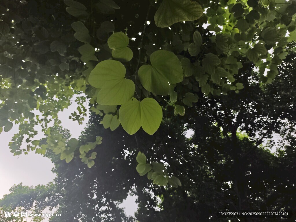陽(yáng)光透過(guò)綠葉灑下的美景