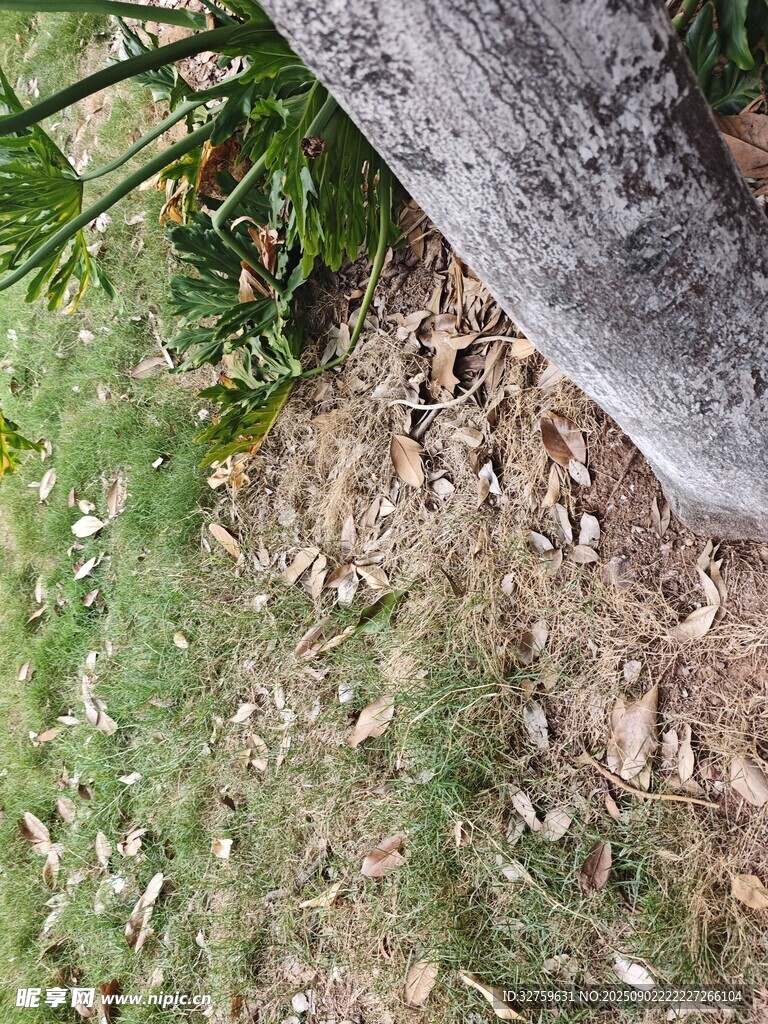 樹(shù)干旁的草地與散落枯葉