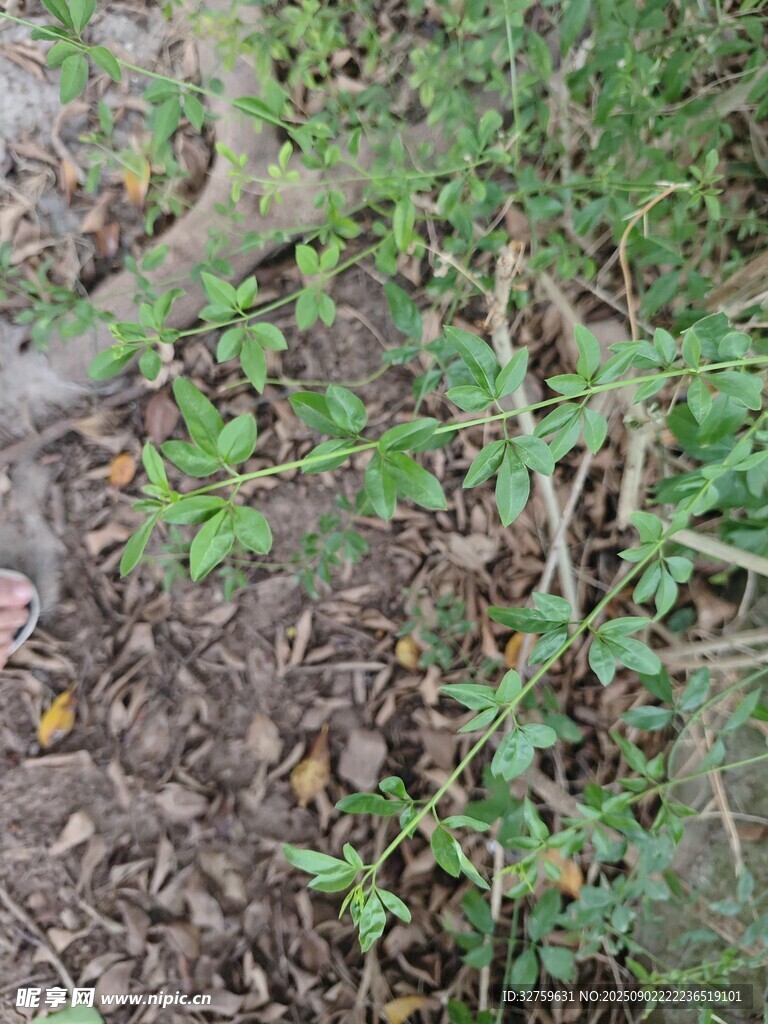 地面的雜草與樹根景象