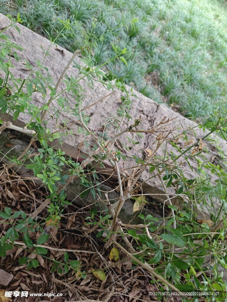 地面上的雜草與枯枝