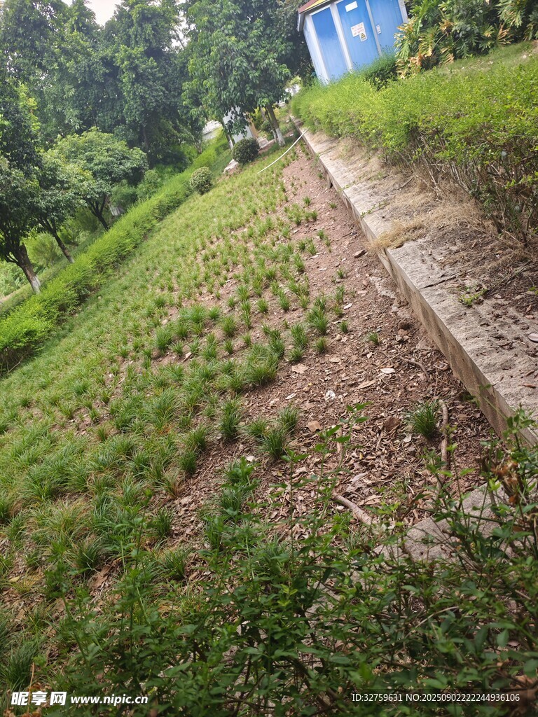 山坡綠植景觀