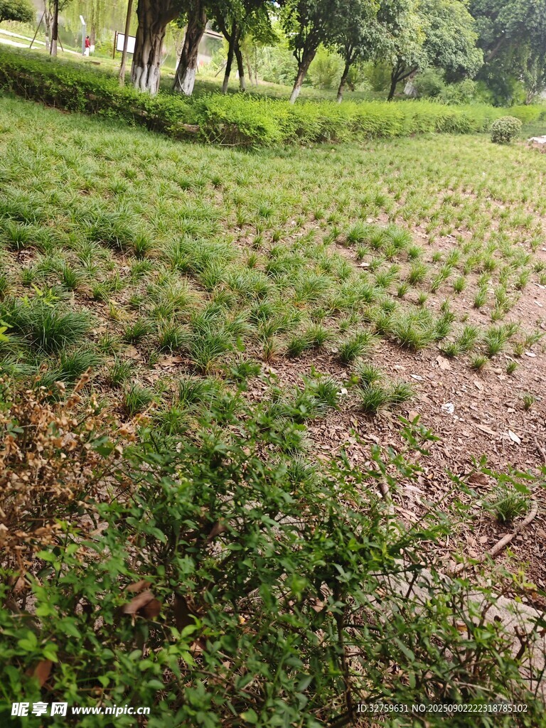 綠意盎然的開闊草地