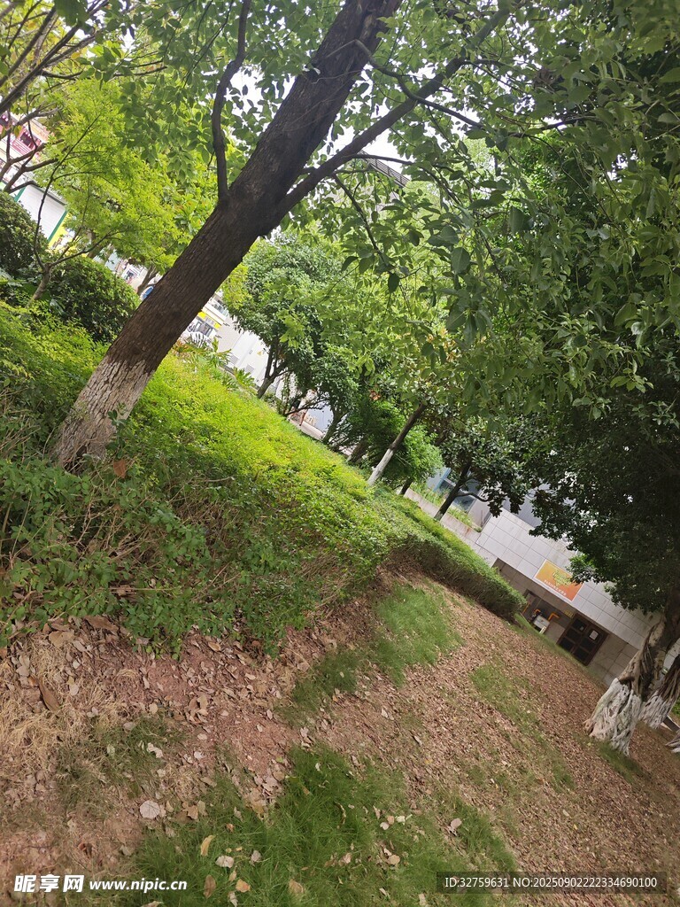 綠意盎然的林間小道