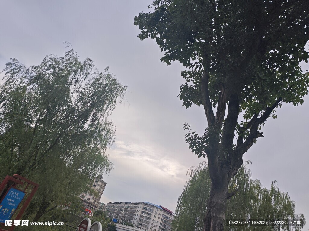 戶外樹木與天空景象