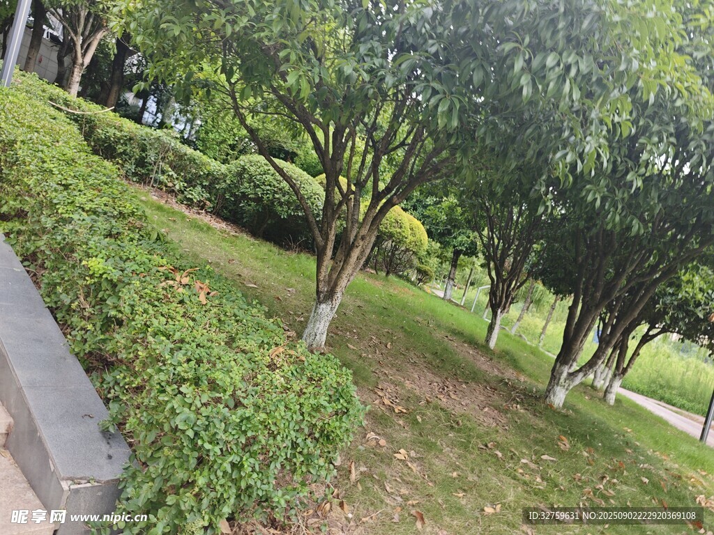 綠意盎然的公園小徑