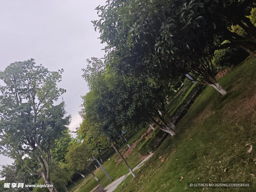 林間草地風(fēng)景