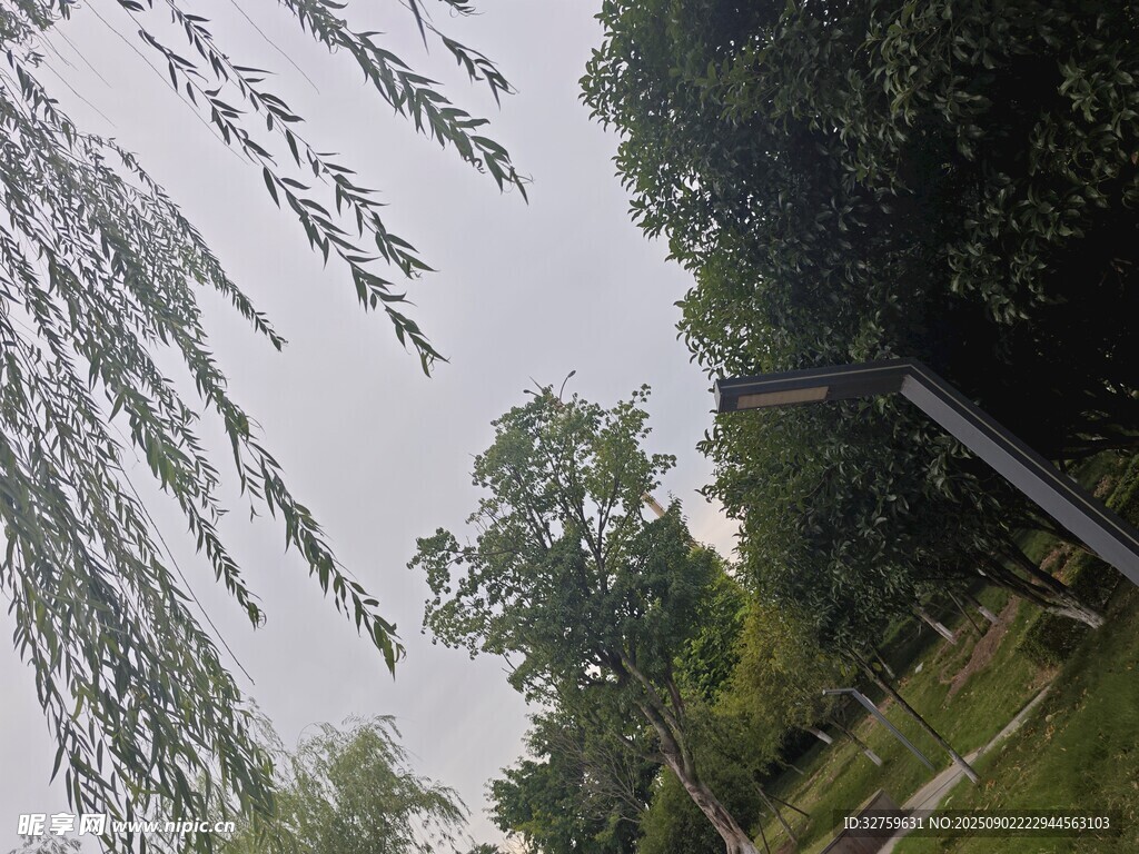 林間垂柳 