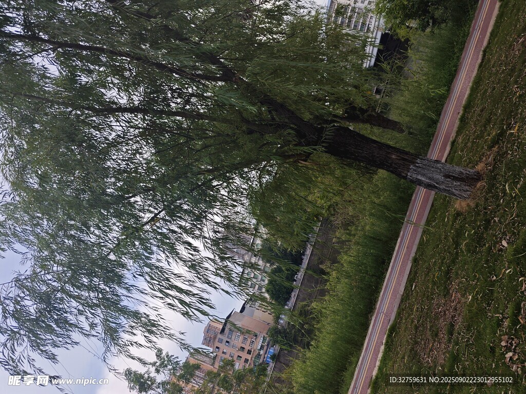 公園垂柳 