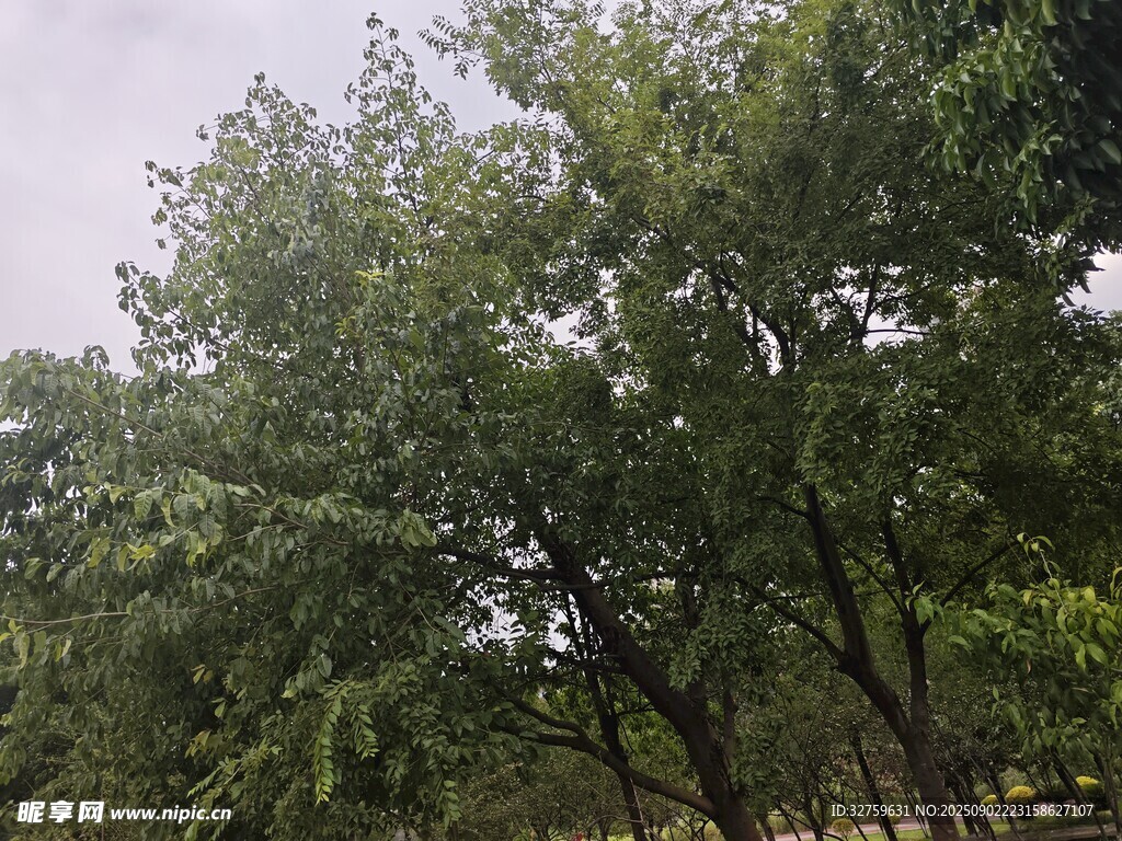 郁郁蔥蔥的樹(shù)林景觀