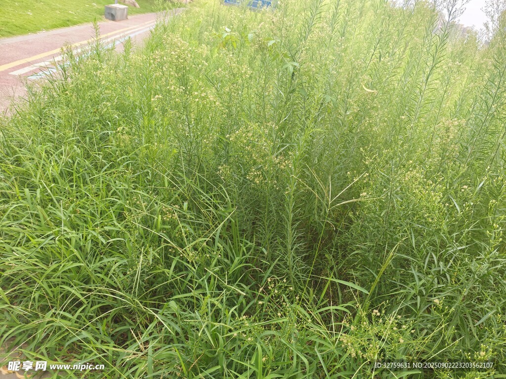 路邊茂盛的綠色草叢