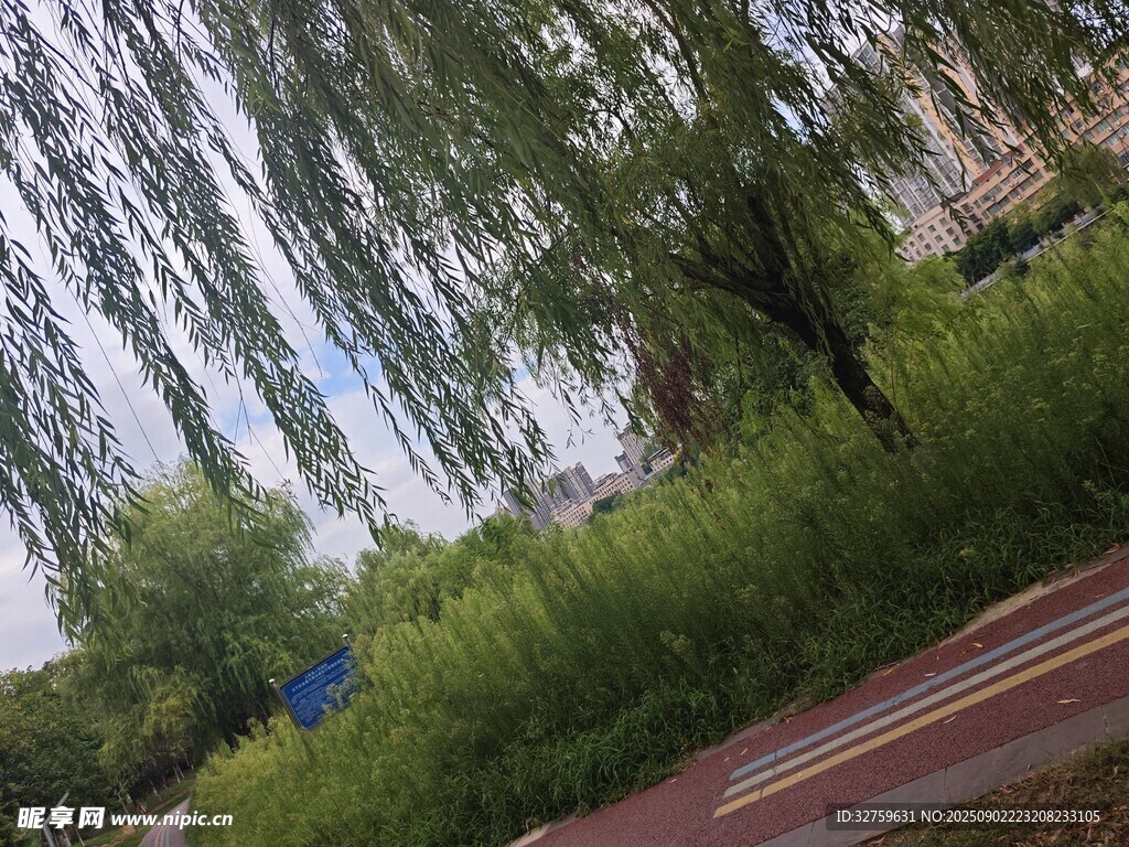 垂柳下的綠意小徑
