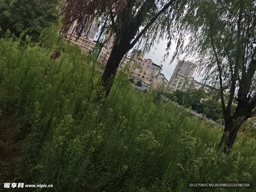 綠意盎然的草地與樹木