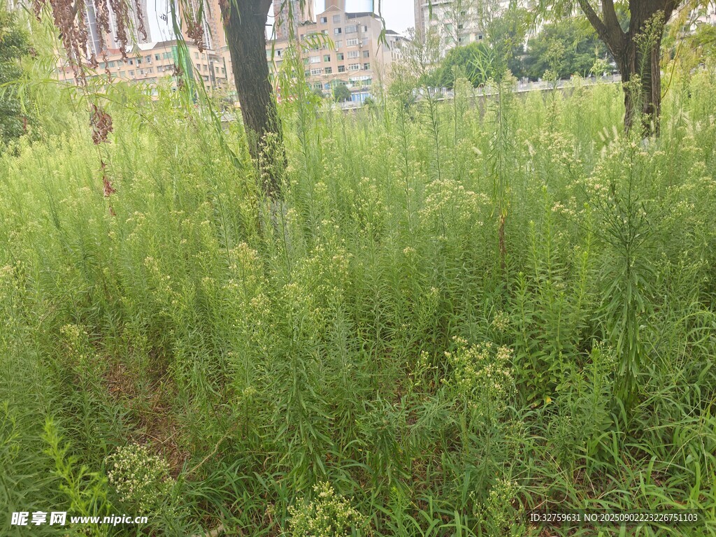 綠意盎然的草地與樹木
