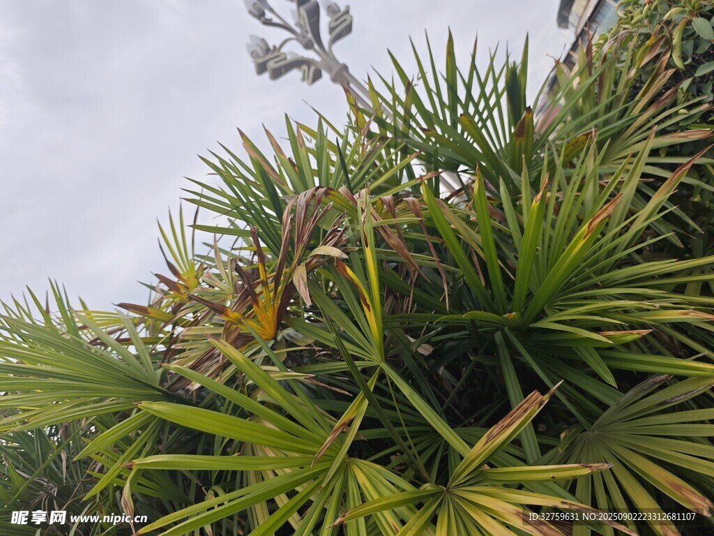 翠綠繁茂的熱帶植物景觀