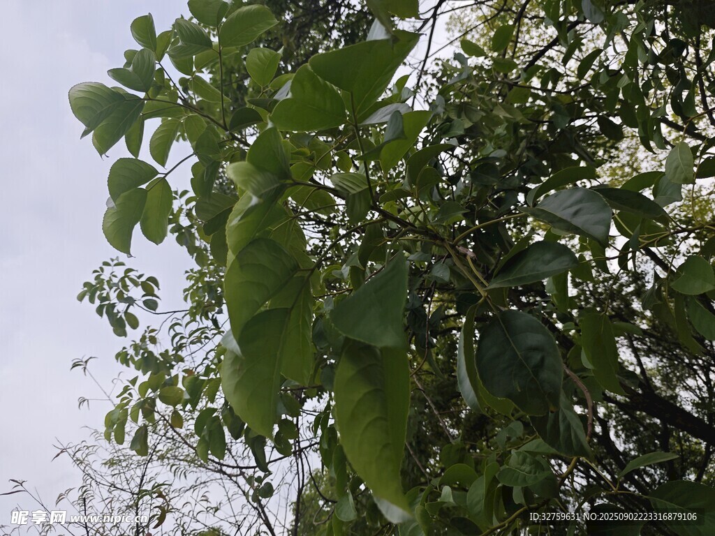綠葉繁茂的樹木景象
