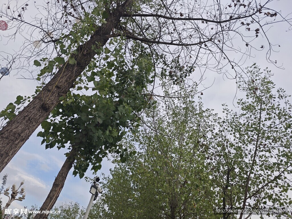 挺拔樹木與晴朗天空景象