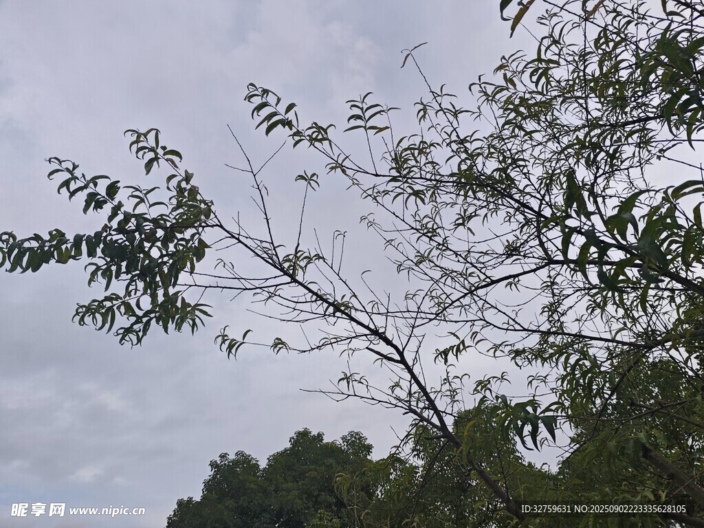 枝頭綠葉映灰蒙天空