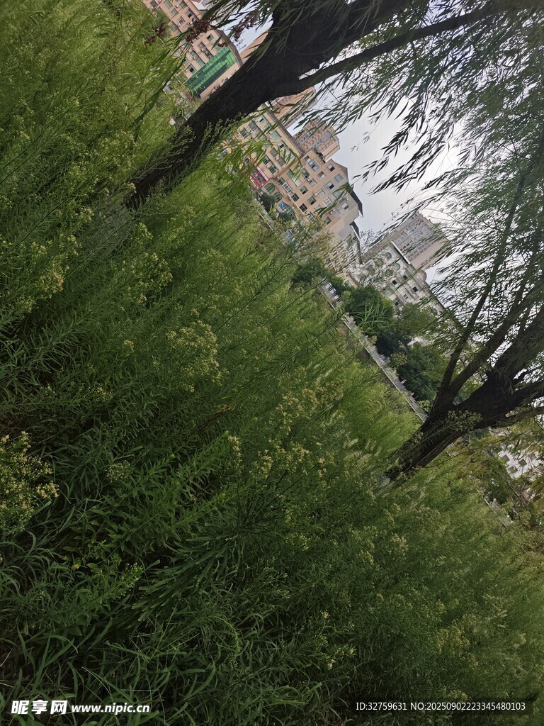 戶外草地樹木自然景象
