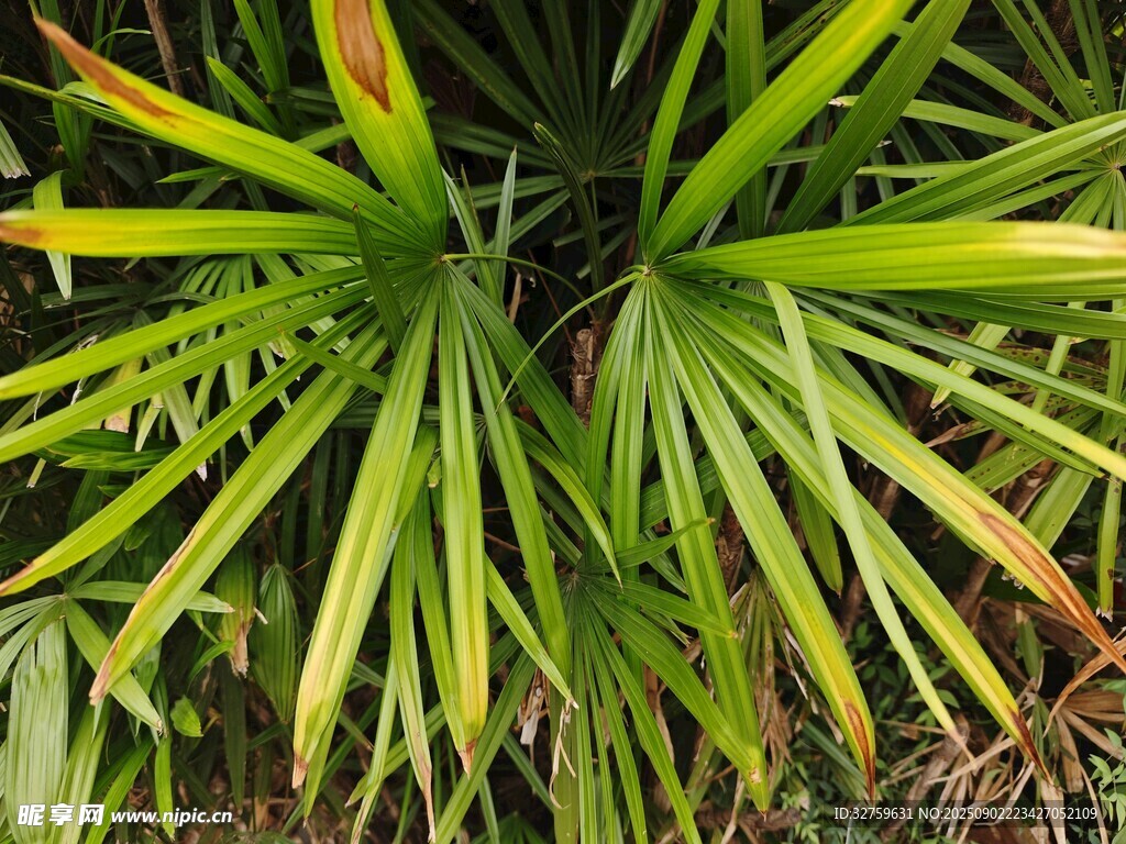 翠綠扇狀葉片植物特寫