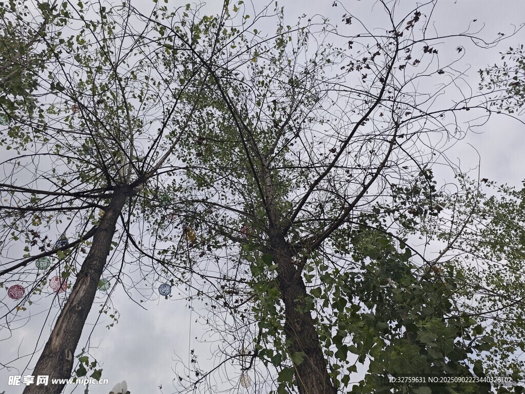 仰視樹(shù)木枝干與天空