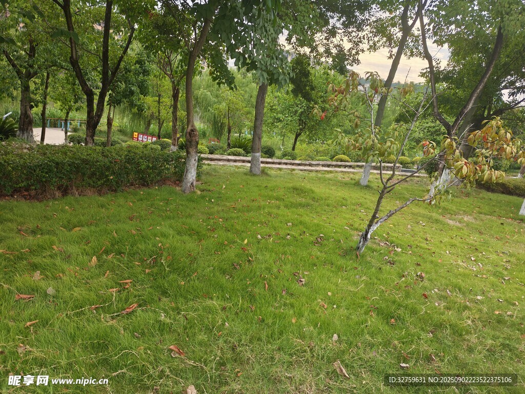 綠意盎然的公園草地