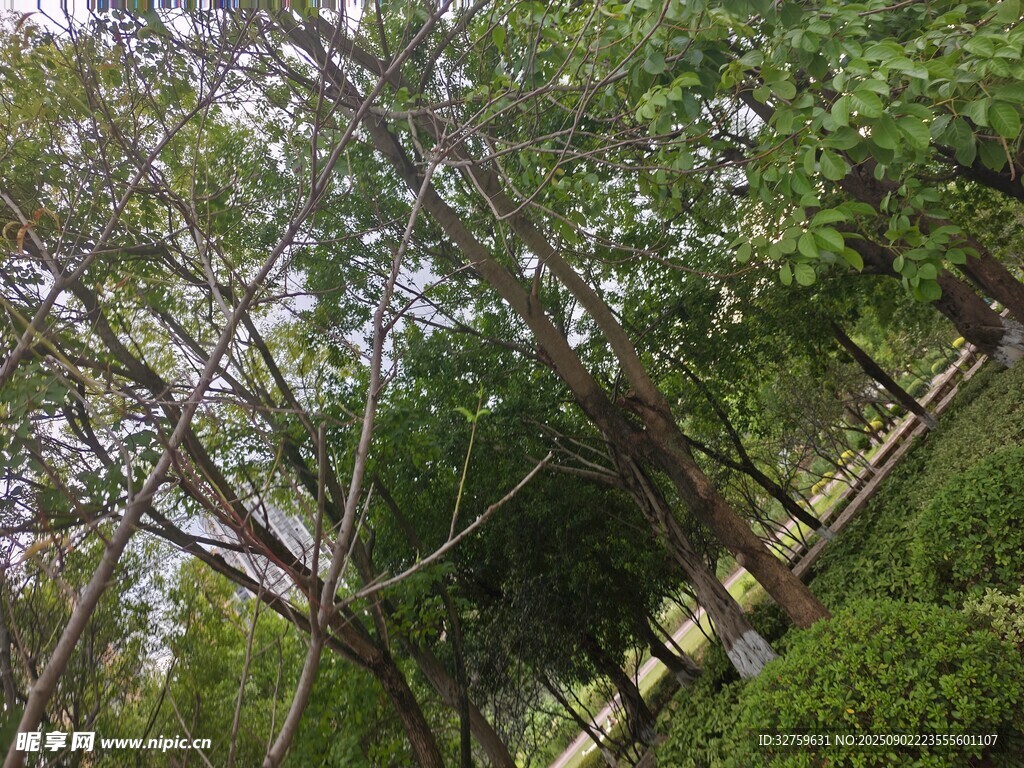 繁茂樹林中的自然景致