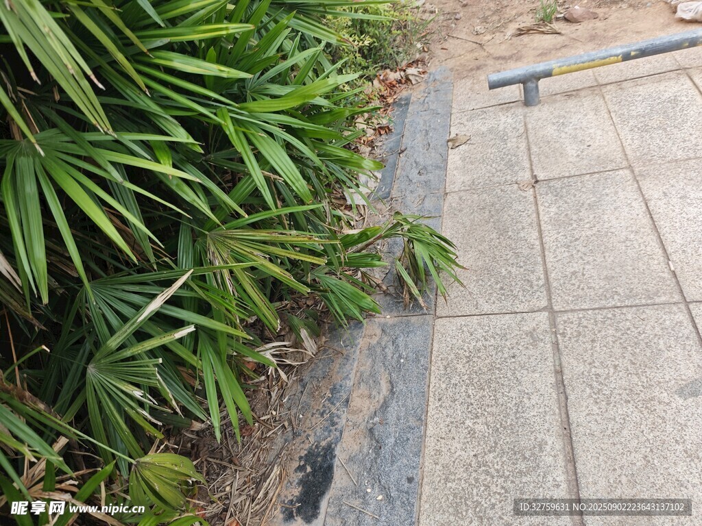 路邊綠植與灰色步道