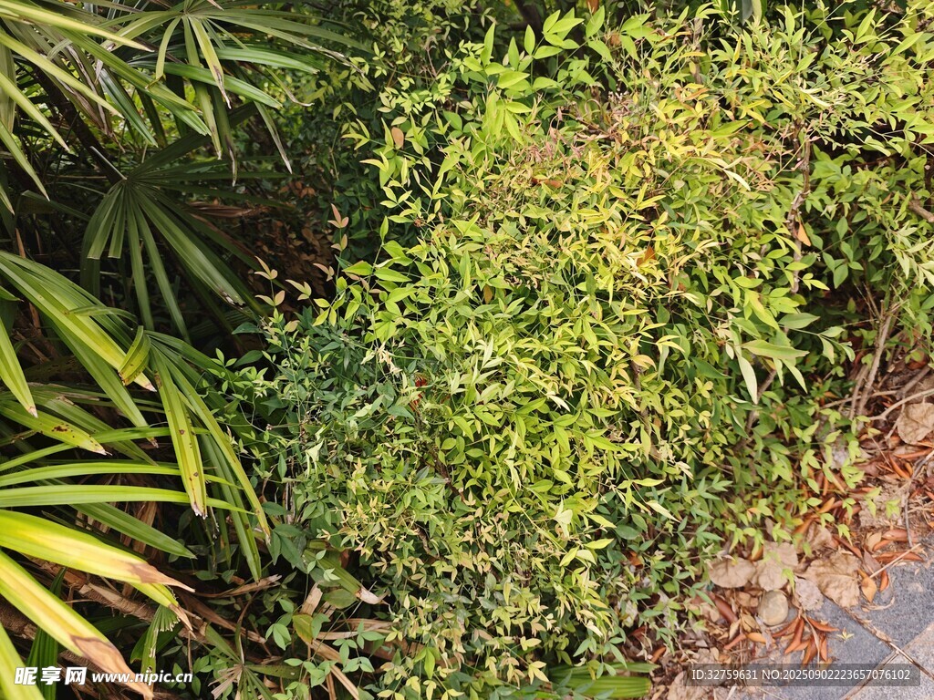 路邊繁茂綠植景觀