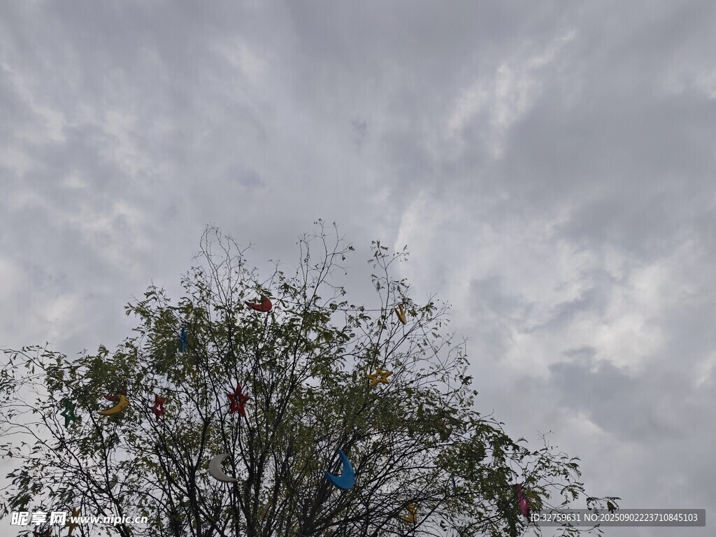 天空下的繁茂樹木