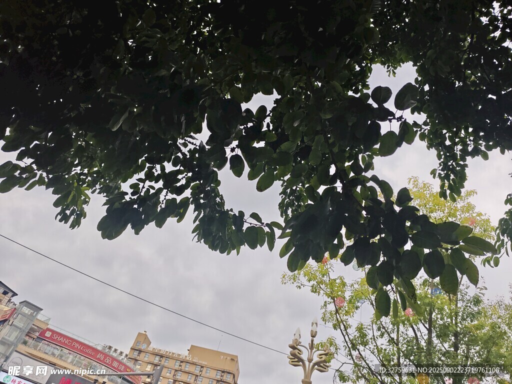 透過樹葉看城市景象
