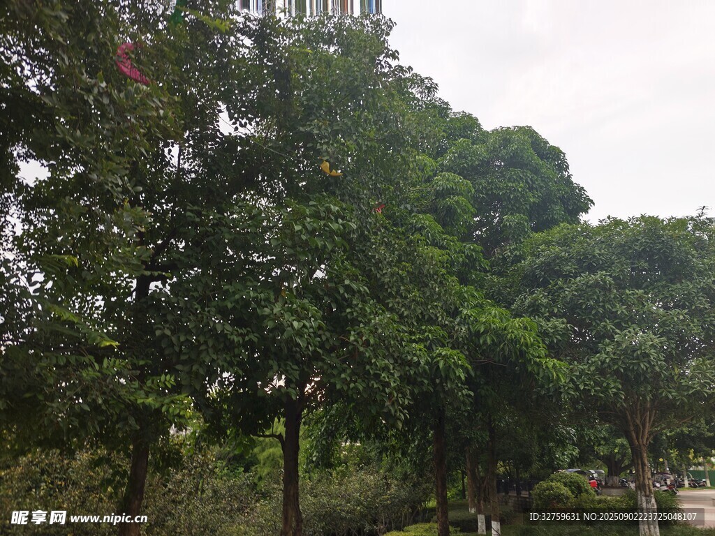 綠意盎然的公園樹林景觀
