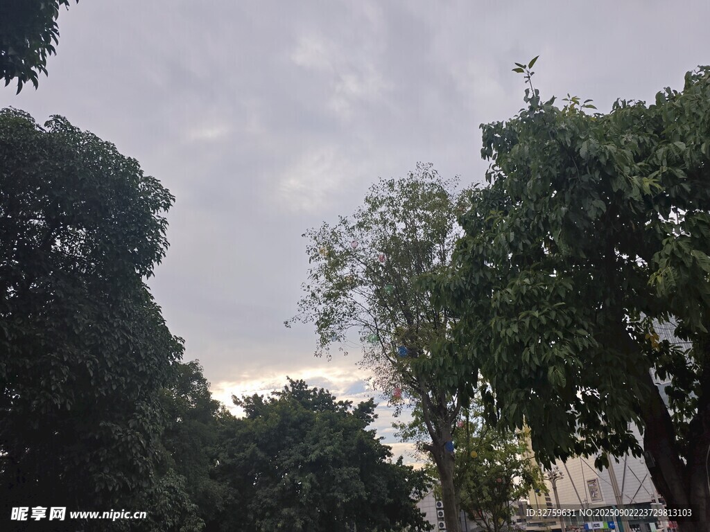 陰天中的綠樹景觀