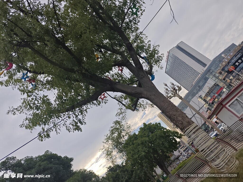 街邊繁茂大樹與建筑景象