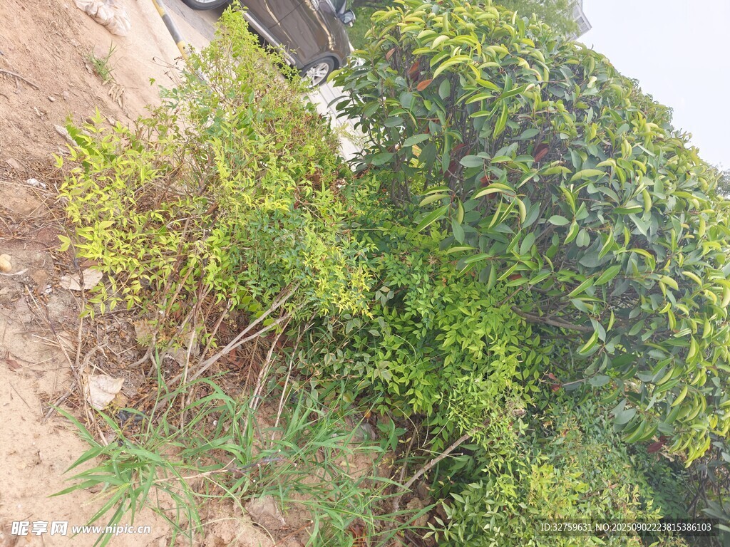 野外繁茂綠植景象