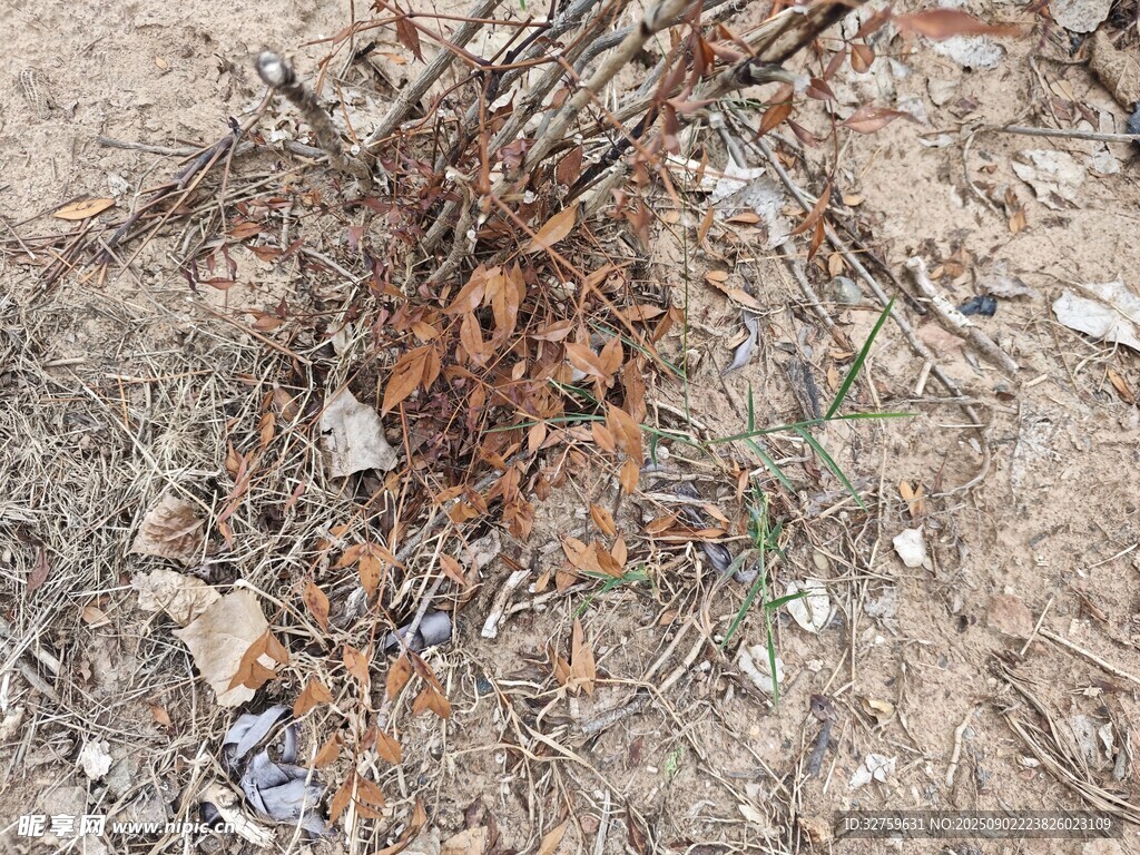 地面上的雜亂樹枝