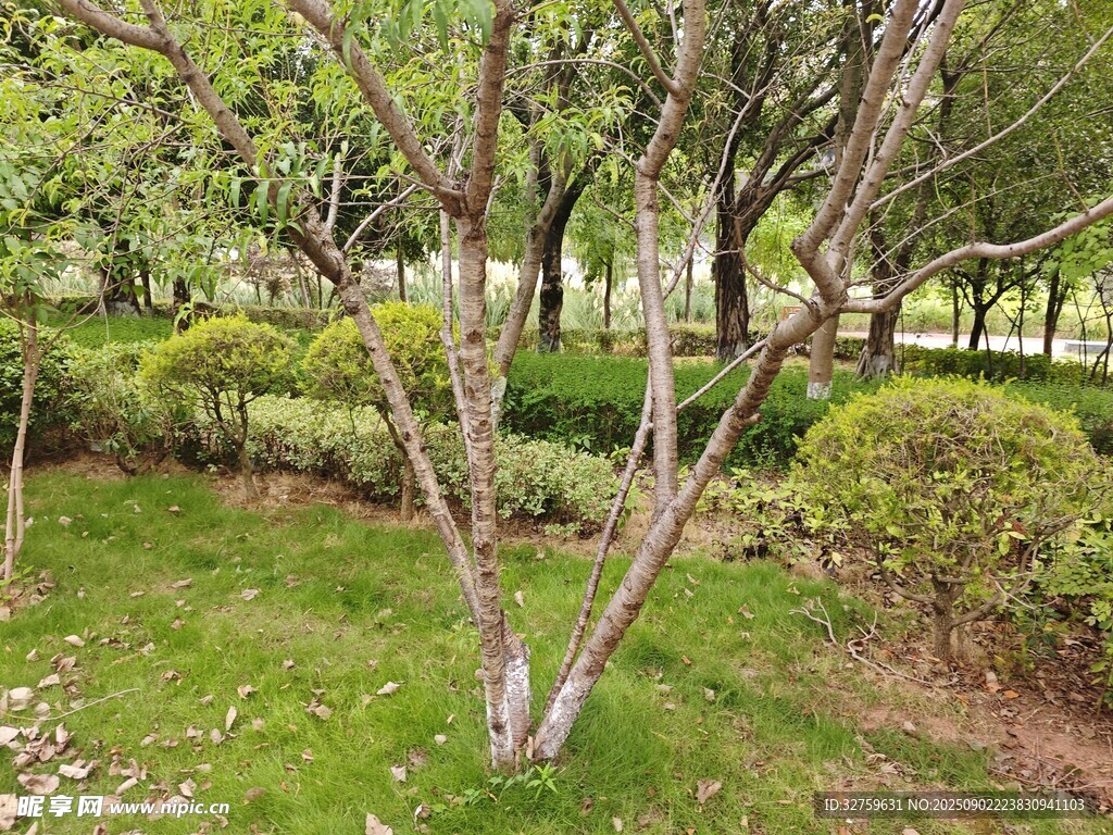 綠意盎然的公園樹木景觀