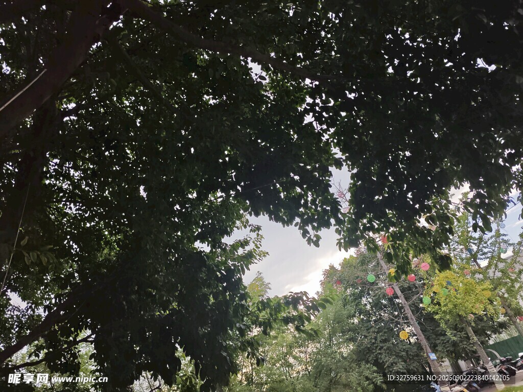 透過枝葉望天空