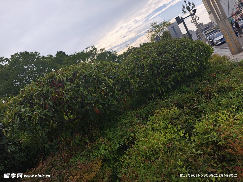 戶外繁茂綠植景觀