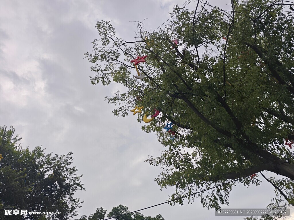 仰視綠樹(shù)與天空景象