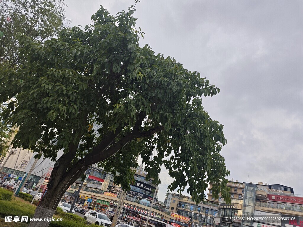 城市中茂盛的大樹