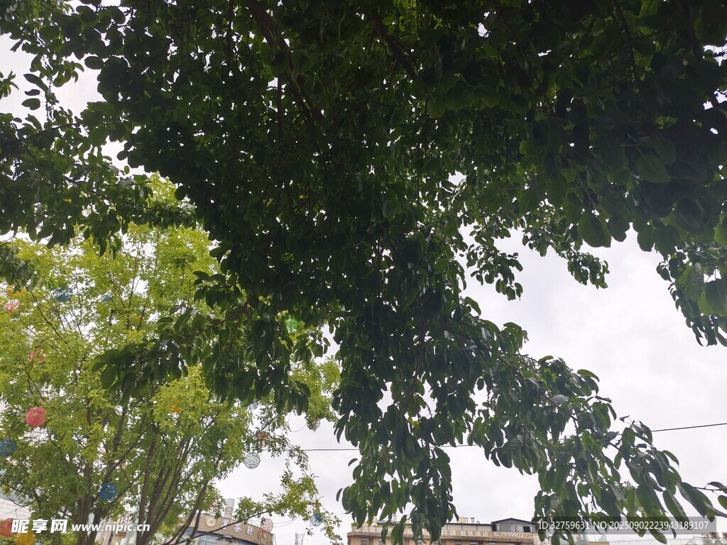 枝葉繁茂的綠樹景觀
