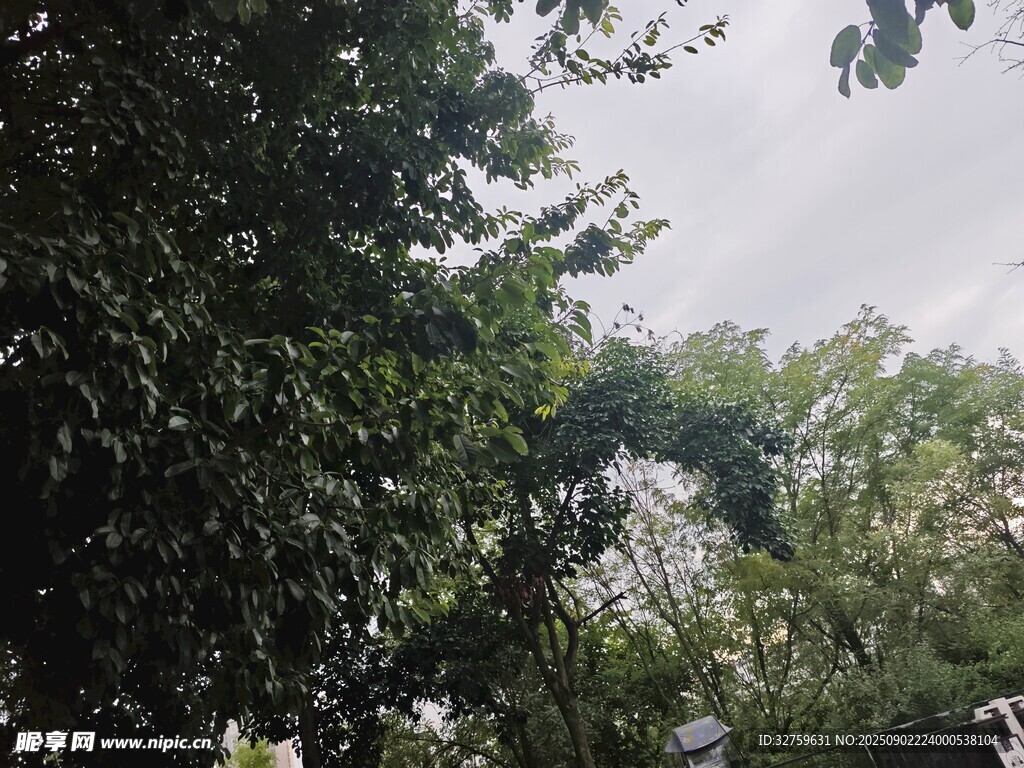 繁茂綠樹(shù)間的天空一角
