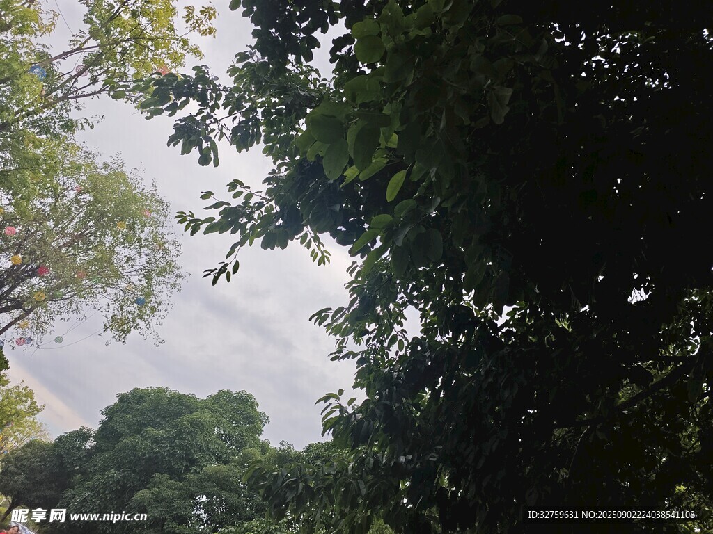 仰視茂密樹林樹冠