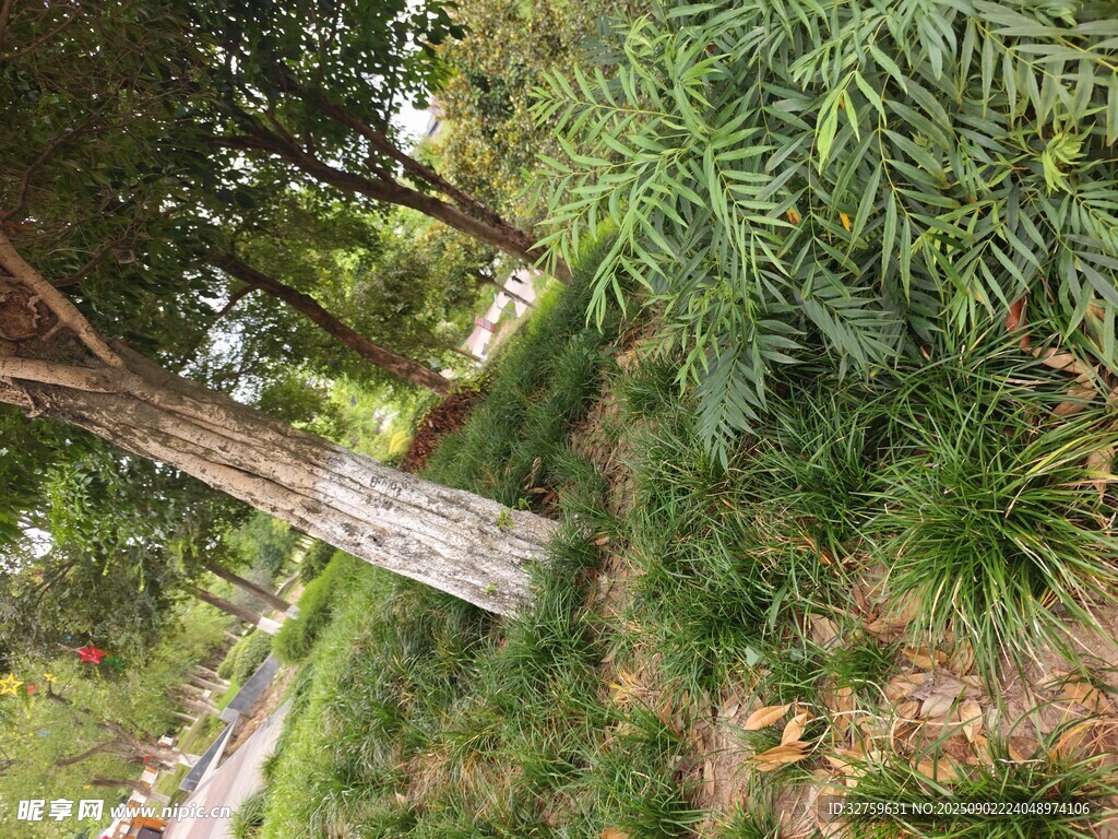 林間繁茂綠植景觀