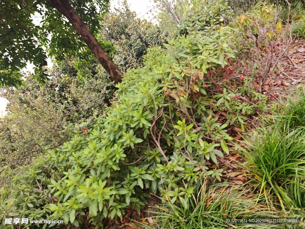 繁茂山林綠植景觀