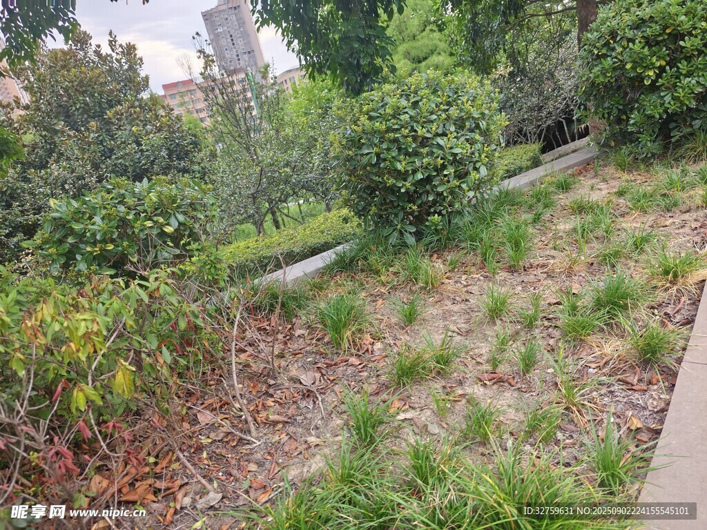 小區(qū)綠植景觀一角
